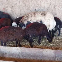 میش افشاری
