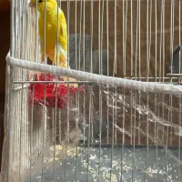 قناری رسمی بلند