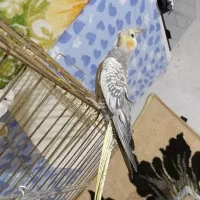 عروس هلندی مرواریدی فول دستی