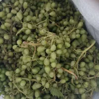 قوره همدان