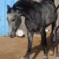 اسب