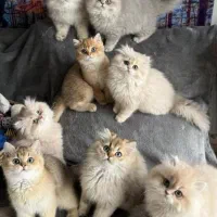گربه پیداشده