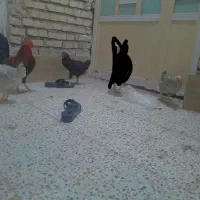 مرغ و خروس تخمگذار