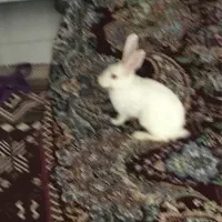 خرگوش اهلی