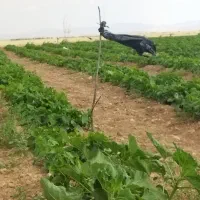 خیار محلی شیرین امروز جمع شده