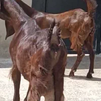 بز پاکستانی نژاد بیتل درشت هیکل موقعیت جیرفت