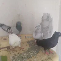 پرنده
