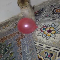 2ماه|گربه|خمیر, |دیوار