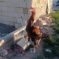 خروس لاری تاج افغان