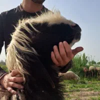 فروش دو عدد کوه ترکی درجه یک