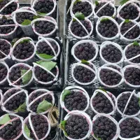 شاتوت اورگانیک درجه یک درشت وشیرین