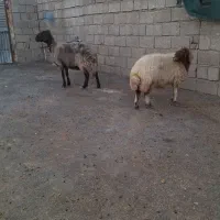 گوسفند داشتی