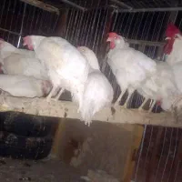۱۰ عدد مرغ سفید به همراه خروس،