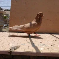 ماده زرد