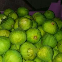 انجیر کوهی درجه یک خوشمزه
