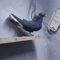 جوجه دمسفید