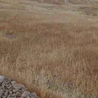 اجاره-زمین-علف-برای-گوسفند