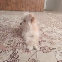 سگ شیتزو اصیل ۸ ماهه تربیت شده با شناسنامه
