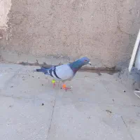 کبوتر