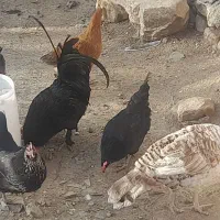 حیوانات مزرعه