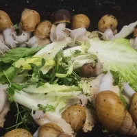 ۲۰ عدد حلزون مخصوص حلزون تراپی