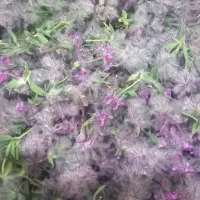 پیاز کوهی|خوردنی و آشامیدنی|نیشابور, پاستور|دیوار