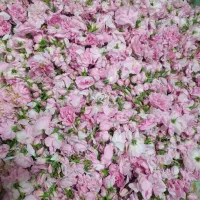 گل محمدی