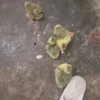 جوحه غاز