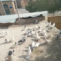 پرنده