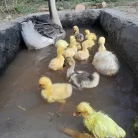 قوغاز ۱۰روز تا۲۵روزه