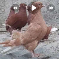 زرد دم سفید ماده