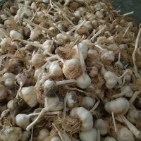 فروش سیر درجه یک