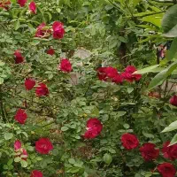 برنج