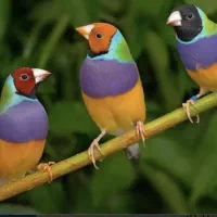 فنچ گلدین معاوضه