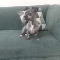 واگذاری سگ شیتزو کراس