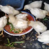 جوجه ۲۸روزه