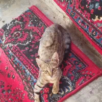 واگذاری بچه گربه