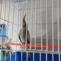 عروس هلندی ماده