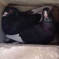 نر پلنگ برا معاوضه کسی داره