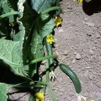 خیار سبز قلمی