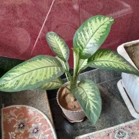 گل دیفن باخیای خارجی ساقه درشت برگ پهن خوشرنگ