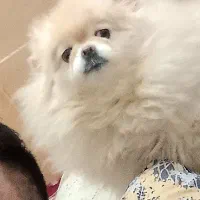 زیرقیمت سگ پامرانین ماده خرسی اورجینال زیرقیمت