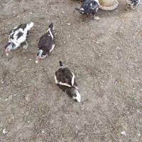 اردک اسرائیلی ماده (اردک اسرائیلی نر ۱ تومن فوری)
