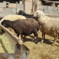 فروش 8راس میش داشتی درجه یک