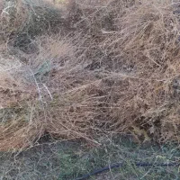 علف و یونجه درجه۱