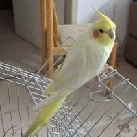 عروس هلندی پیدا شده
