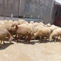 گوسفند زنده منطقه فردیس قرشی جنوبی