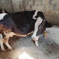گاو گوشتی جوان شش دندان
