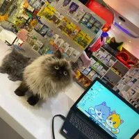 عقیم سازی سگ و‌ گربه