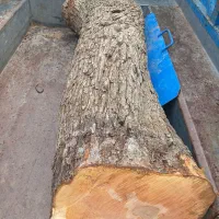 خرید چوب|خدمات باغبانی و درختکاری|اراک, |دیوار